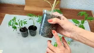 ПОЧЕМУ НЕЛЬЗЯ РАНО ЗАКАЛЯТЬ ТОМАТЫ?