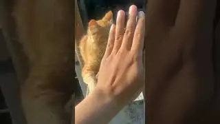 kucing kesayangan 
