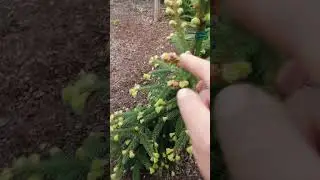 Ель обыкновенная Акрокона. 24.04.24.