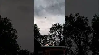 Игра голубей с тягой.