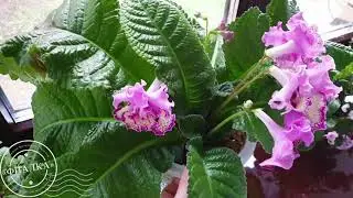 Как подготовить подоконник с фиалками к зиме