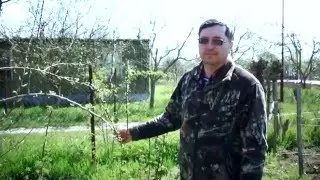 Bending tree branches to obtain a better harvest