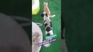 Маленькие друзья))