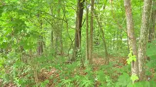 0.22 Acres Near Lake of the Ozarks – Ready for Your Home!