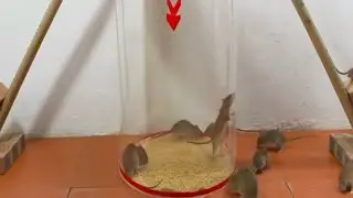Panen Tikus Di rumah