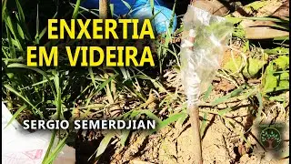 Grafting Grapevines and Grapes at Home with Sergio Semerdjian in a class at Plantar em Casa