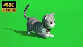 032 - Green Screen | Chroma Key | Animal 4K | Cat