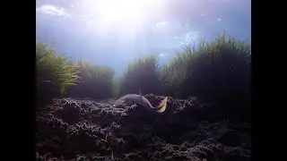 Protecting guitarfish through citizen science and fishers collaboration