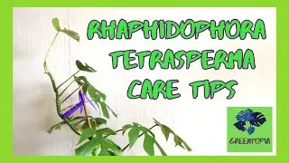 How to care for Rhaphidophora Tetrasperma