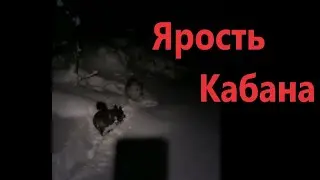 ОХОТА НА КАБАНА