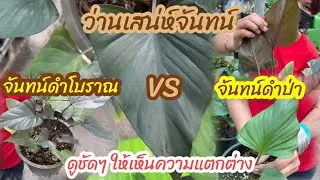 ว่านเสน่ห์จันทน์ดำโบราณ VS จันทน์ดำป่า แตกต่างกันอย่างไร.! รู้ไว้จะได้ไม่โดนหลอก จันทน์ดำนิลกาล
