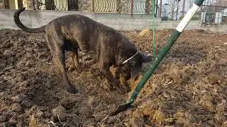 #40 Кане Корсо- собака капун.