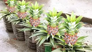 How to Grow Pineapples at Home step by step easy Way - DIY to grow Pineapple plant from the Top