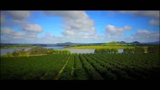 Freshmax: People Passionate about Avocados