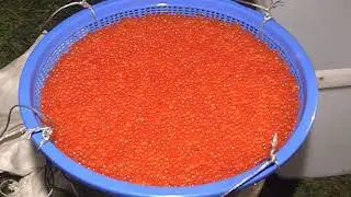 Браконьеров с икрой и наркотиками задержали на юге Сахалина