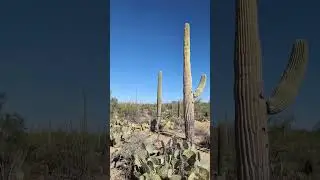 Let's explore Saguaro National Park in Tucson, Arizona #nationalpark