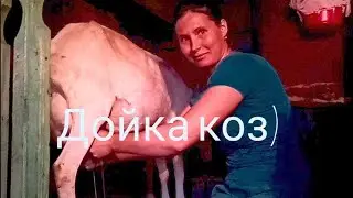 Доение коз. Знакомство со мной и хозяйством)