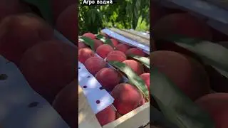 +998910408084 красний масквадан бог қиламан диган дўслар алоқага чиқорасилар #fruit