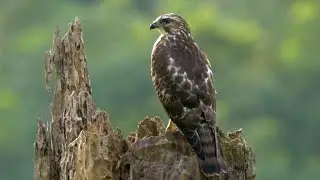 Broad-winged Hawk and its Call