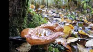The autumn was crying