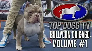 AMERICAN BULLY vs EXOTIC BULLY vs FRENCH BULLDOG DOG SHOW !!!!! TOP DOGG TV VOLUME #1