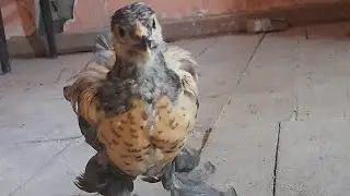 Циплята брамы,Паливая и курапачая.