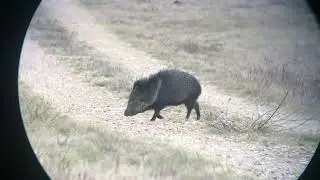 Mathews Vertix Kills 3 Javelina’s!
