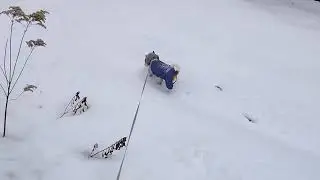Риччи весь в делах. Собака Джек Рассел терьер.