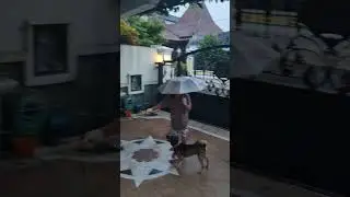 papa mertua main dengan bandit