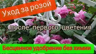 Rose care after the first bloom. Priceless fertilizer without chemicals. Roses without pests and ...