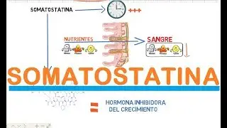 SOMATOSTATINA