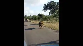 Beautiful male lions roaring 