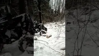 Трактор в болоте эвакуация