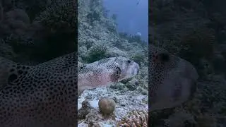 Звёздчатый аротрон 2 