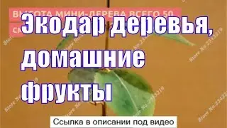 Экодар - экодар гибридные мини деревья мини деревья - гибридные деревья! экодар домашние фрукты.