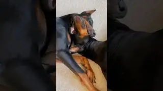 Doberman or pet velociraptor?🤔 #doberman #funnydoberman #dogs
