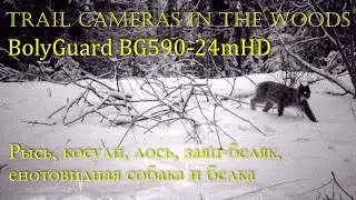 Рысь и К°