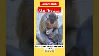 Jelas Nyata...!!! Monyet yang Sayang Kepada Anak Kucing...!!!😇