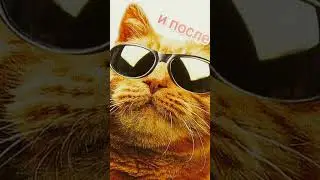 Рубик до и после #cat #котокуб     #доипосле
