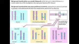 Cytogenetics II   Chromosome Translocations