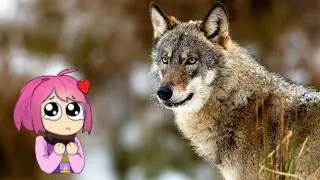 Domesticating Wolves