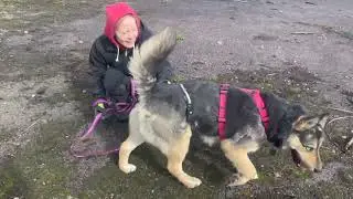 Viipurin koirat - Hekla 29.4.2023