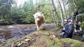 Meet the spirit bears of Canada’s Great Bear Rainforest