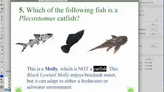 Developing Multimedia Questions with Learner Feedback in Flash CS5