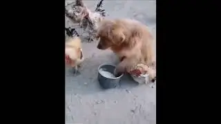 Умный пёс 