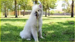 Beautiful and cute hybrid mixed animals,Dog,Porqupine,Bird,Sqirrel,Cat,Dog,Deer
