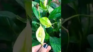 #viralshorts #shortvideo #shorts