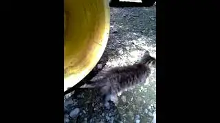 Scratch The Kitten (1)