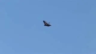 Space Shuttle model rocket Launch at SRM2019