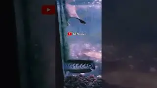 Salah Eh Salah❗Channa Gambus Asiatica Vs Limbata 2022